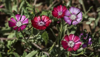Dünya'da sadece Gölbaşı'nda yetişen 'Sevgi Çiçeği'