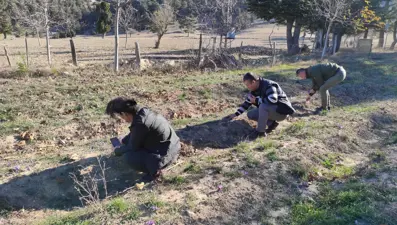 Gramı 500 lira: Adana’da safran hasadı!