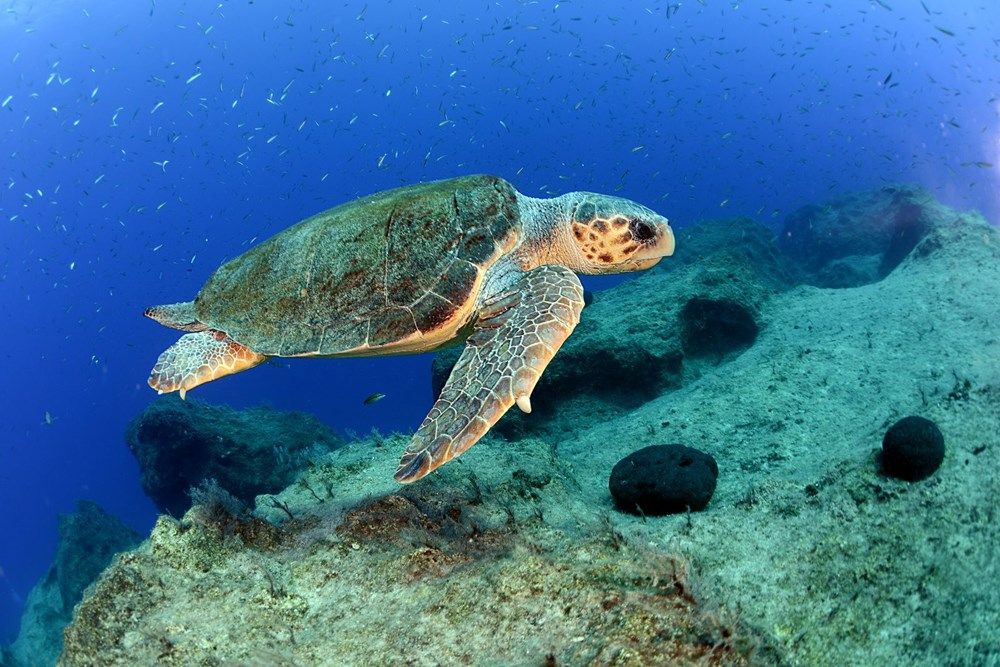 İzmir'de tedavi altına alınan caretta carettanın ateşli silahla vurulduğu belirlendi