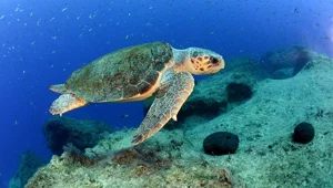 İzmir'de tedavi altına alınan caretta carettanın ateşli silahla vurulduğu belirlendi İzmir'de tedavi altına alınan caretta carettanın ateşli silahla vurulduğu belirlendi