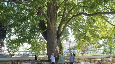Samsun'da 547 yıllık çınar ağacı serinlemek isteyenlerin uğrak noktası