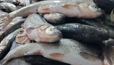 Tezgahlar şenlendi: Fiyatı uygun, ilgi ve talep arttı