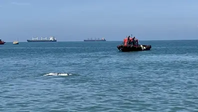 Denizin ortasında angus şaşkınlığı