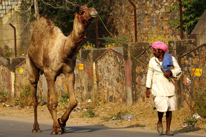 Hindistan'da Pushkar Deve Fuarı 17
