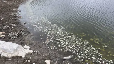 Binlerce ölü balık kıyıya vurdu!