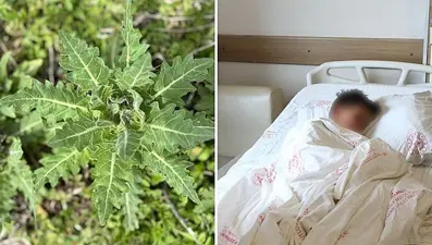 Türkiye'nin doğu illerinde yaygın olarak yetişiyor: Yanlış tüketimi zehirliyor