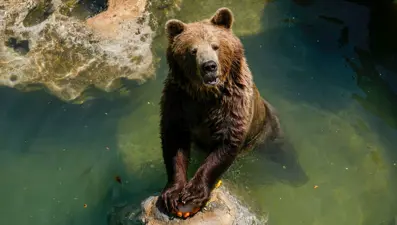 Slovakya’da halka boz ayı eti satılacak