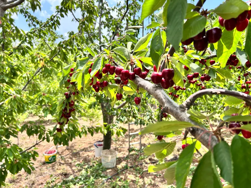 Bahçede 100 liradan alıcı buluyor: Hasat vakti geldi 1