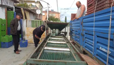 Yağmur ardından hasat başladı, elekler kuruldu: Kilosu 80 liraya kadar çıkıyor