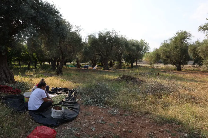 Ata yadigarı ağaçlardan toplanıyor: 5 kilodan 1 kilo yağ çıkıyor 2