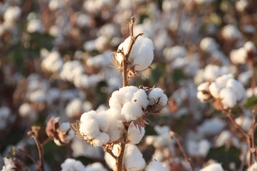 "Beyaz altın" hasadı başladı! Yüksek rekolte yüzleri güldürdü 