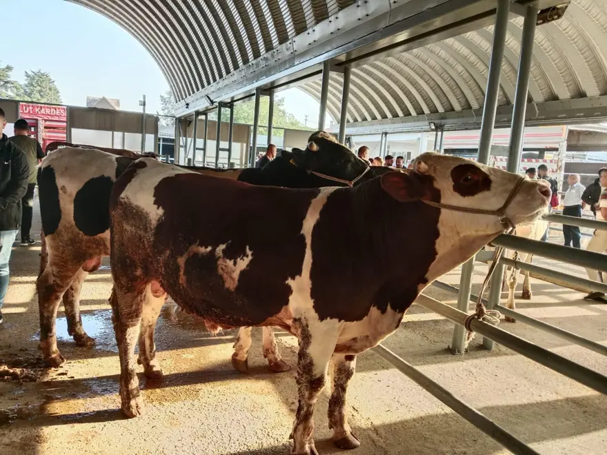 Keşan'da çiçek ve şarbon hastalığı alarmı: Hayvanların meraya çıkarılması yasaklandı 4