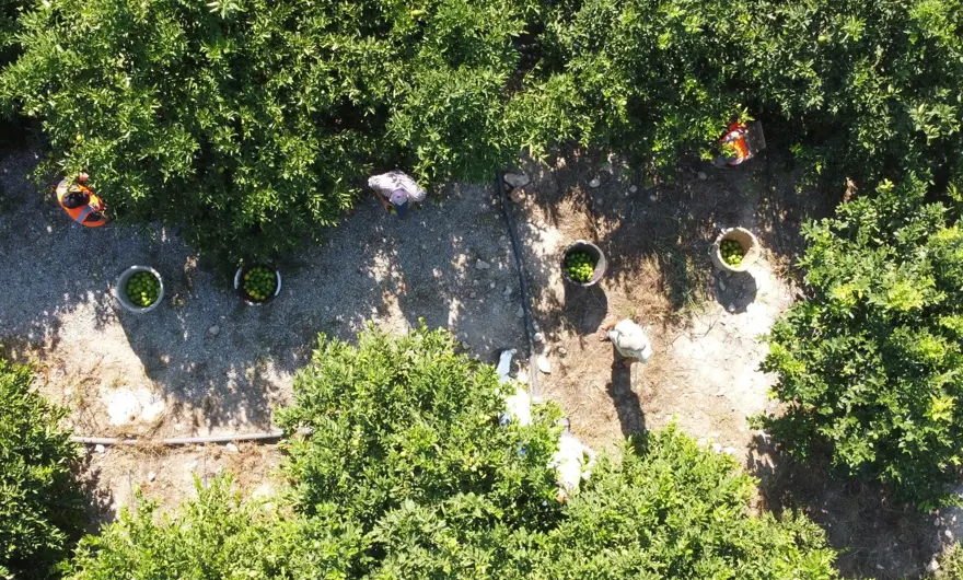 1 milyon tondan fazla üretiliyor! "Lamas" ve "Küt dikenli" dünyanın dört bir yanına gönderiliyor 4