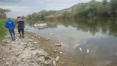 Kızılırmak Nehri'nde balık ölümleri: Elektrik şoklaması iddiası