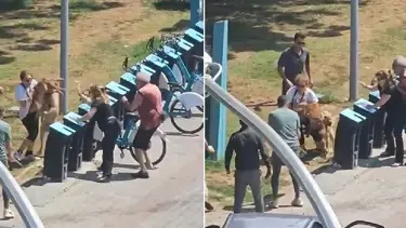 Kadıköy'de tasmasız köpek dehşet saçtı