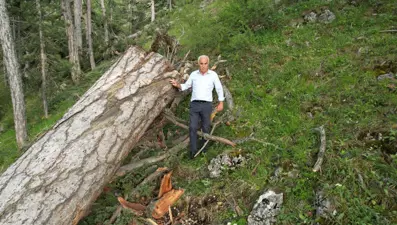 Ankara'da '50 anıt ağaç kesildi' iddialarına yanıt