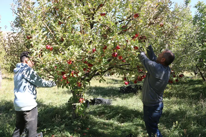 25 yıllık bahçesinden 200 ton çıktı: Gelen taleplere yetişemiyor 