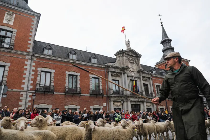 Madrid'de koyunlar şehre indi 5 Madrid'de koyunlar şehre indi 5