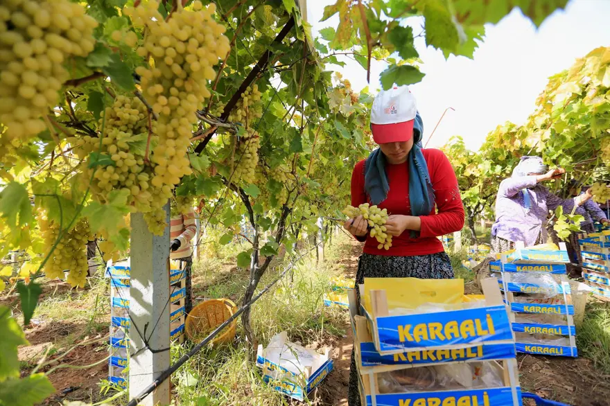 Geçen yıl "mildiyö" hastalığına bağlı kayıp yaşanmıştı: Bu yıl kalitesiyle yüz güldürdü 4