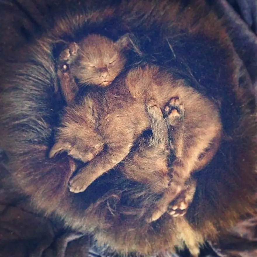 Hayatını kedileri kurtarmaya adadı 97