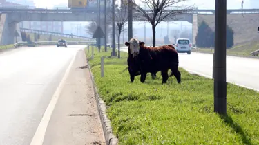 Mezbahadan kaçan boğa trafiği birbirine kattı