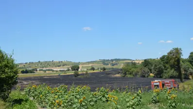 Samsun'da çıkan yangında 100 dekar tarım arazisi zarar gördü