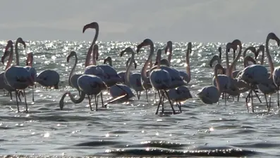 Van Gölü havzası flamingolarla renkleniyor