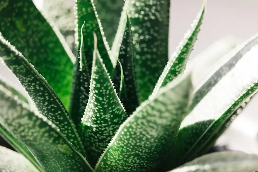 ALOE VERA NE İŞE YARAR? 5