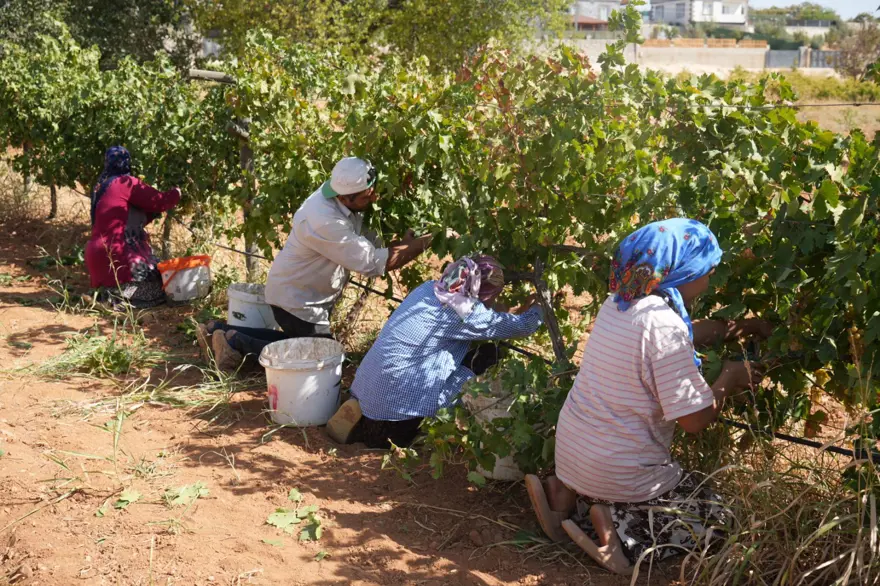 Üreticilere örnek oldu: Baba ve oğul yıllarca emek vererek kurdu 3 Üreticilere örnek oldu: Baba ve oğul yıllarca emek vererek kurdu 3