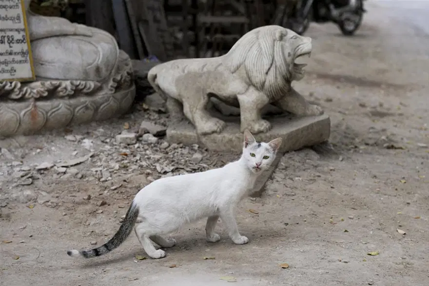 Afgan Kızı ve diğer fotoğrafları 48 Afgan Kızı ve diğer fotoğrafları 48
