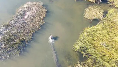 Jokeyini üstünden attı, saatler sonra sazlıklarda bulundu