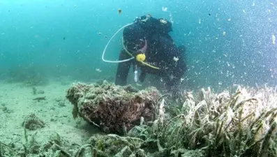 Marmara alarm veriyor: Mercanlar müsilajla kaplı