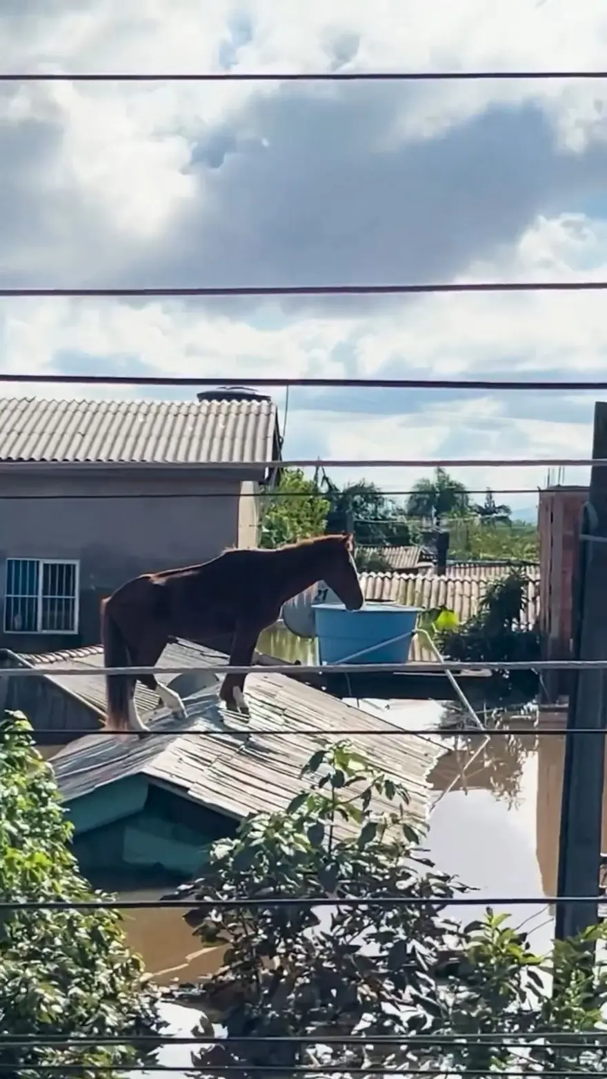 ÇATIDAKİ ATI KURTARDILAR 5