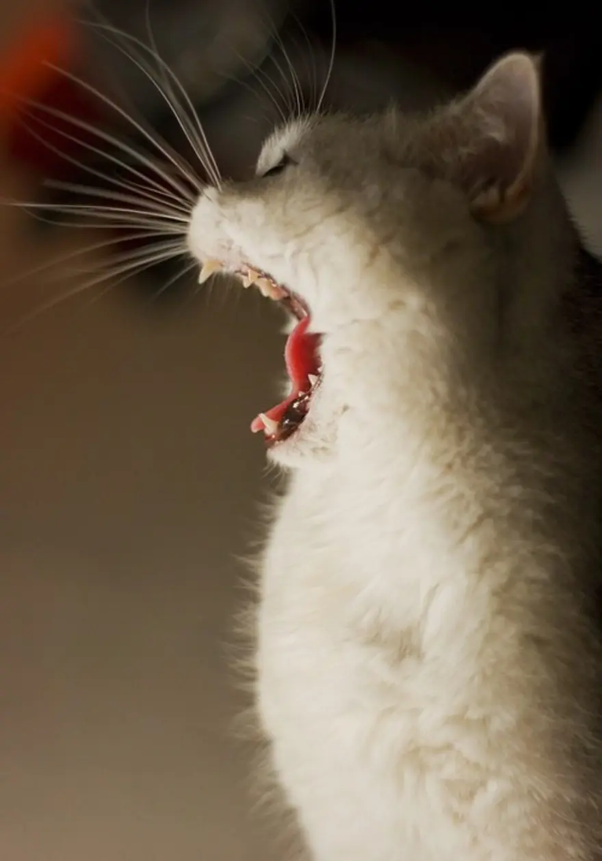 İnternetin yeni fenomenleri 12