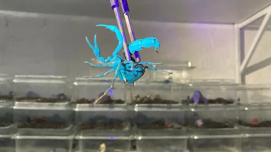 16 yaşında karar verdi şimdi 3 bin adet mavi akrep yetiştiriyor: "Başta korktum, sonra alıştım" 