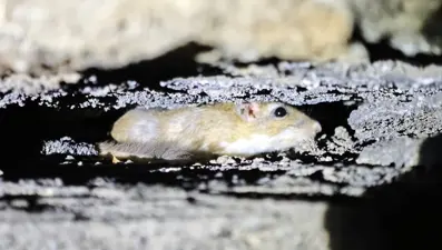 Nesli tehdit altında: Bitlis'te görüntülendi