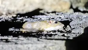 Nesli tehdit altında: Bitlis'te görüntülendi