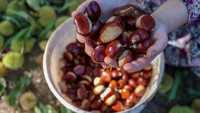 Sezonun ilk kestaneleri çıktı: Fiyatı dudak uçuklattı