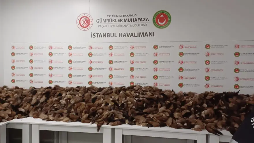 İstanbul Havalimanı’nda 10 bin 300 adet tilki kuyruğu elegeçirildi 2