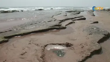 Dalgalar 85 milyon yıllık dinozor izlerini açığa çıkardı