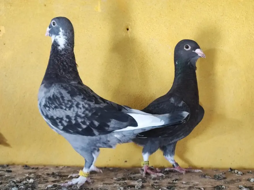 Bulana 100 bin lira ödül: 6 aydır arıyor 2 Bulana 100 bin lira ödül: 6 aydır arıyor 2