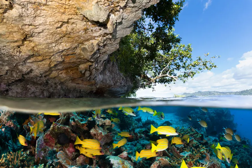 Dünyadaki son cennet: Endonezya Raja Ampat 6