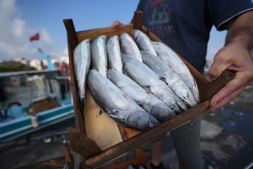 Balıkçıların tezgahları palamut ile doldu 2