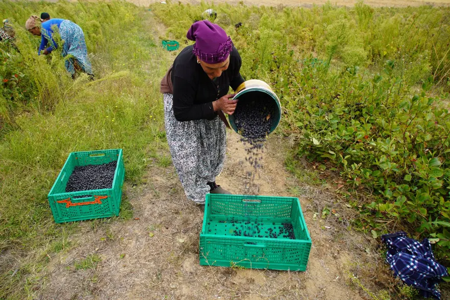 Herkes ona "süper meyve" diyor: Doğanın en güçlü antioksidanında hasat 4