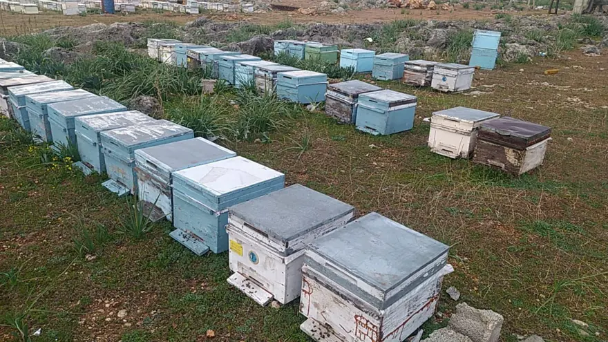 Adana'daki arı ölümleri üzerine inceleme başlatıldı 6 Adana'daki arı ölümleri üzerine inceleme başlatıldı 6