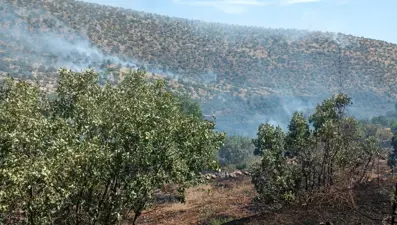 Nusaybin'de korkutan yangın: Bahçede başladı, ormana sıçradı