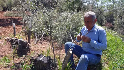 Derik'teki 10 bin zeytin ağacını tek başına aşılayacak