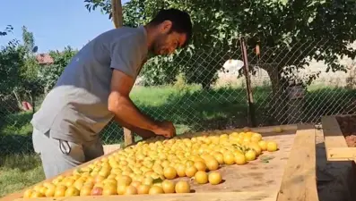 Güneşte kurutuluyor, pazarda satılıyor: Kış hazırlıkları başladı