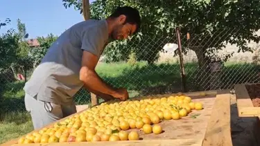 Güneşte kurutuluyor, pazarda satılıyor: Kış hazırlıkları başladı