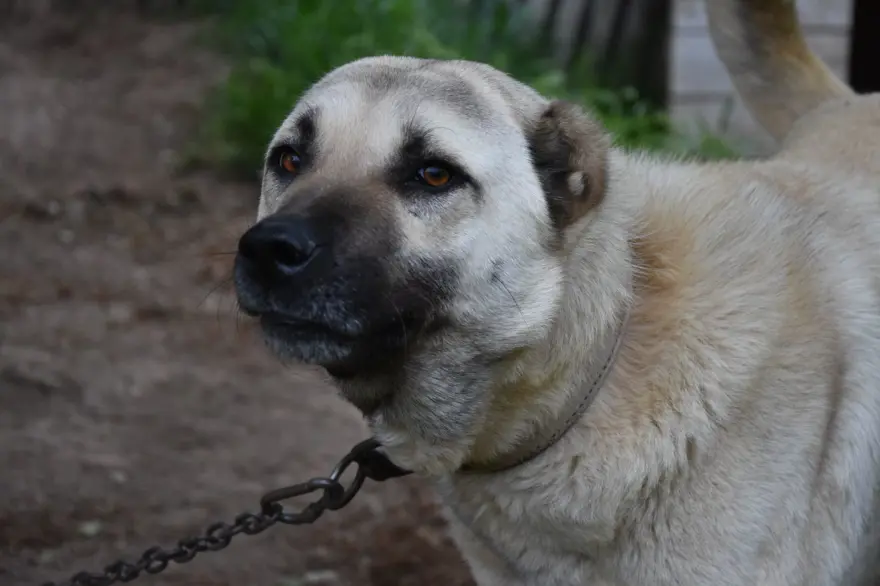 İklim değişikliği kangalları da vurdu 9 İklim değişikliği kangalları da vurdu 9